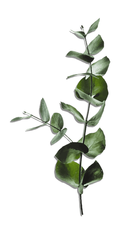 Transparent watercolor eucalyptus sprig botanical illustration