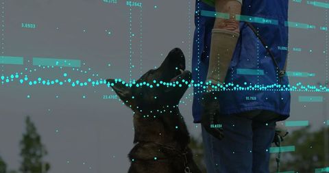 Gloved handler training german shepherd with digital data overlay