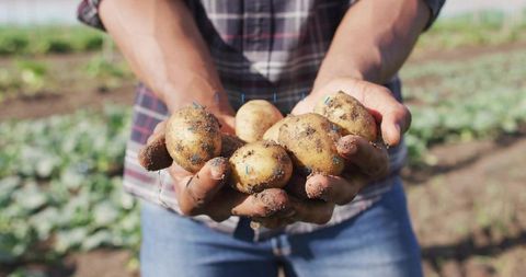 Farmer holding freshly dug potatoes with muddy hands in sunlit small farm field closeup