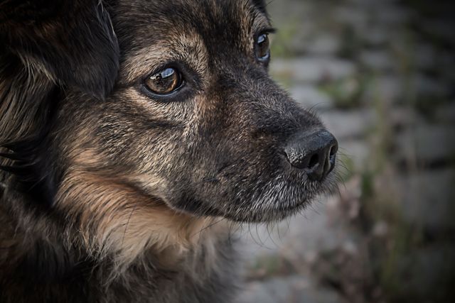 This close-up captures a brown dog thoughtfully staring into the distance, making it perfect for animal-related content, pet care advertisements or blogs, and promotional materials focusing on loyalty and companionship dynamic.