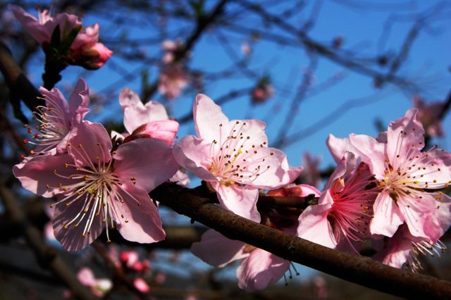 Beautiful pink cherry blossoms blooming on a branch against a clear blue sky. This photo captures the essence of spring with vibrant flower petals and delicate stamens. Perfect for use in nature blogs, spring-themed promotions, gardening magazines, or seasonal greeting cards.