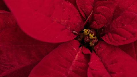 Macro red poinsettia bracts revealing yellow-green cyathia, detailed veins and texture
