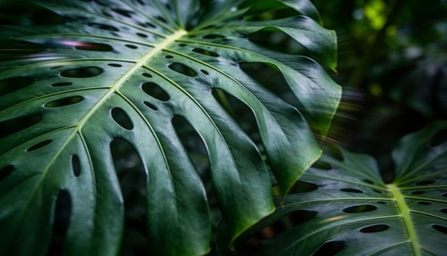 Glossy monstera deliciosa leaf showing dramatic fenestrations, closeup tropical texture