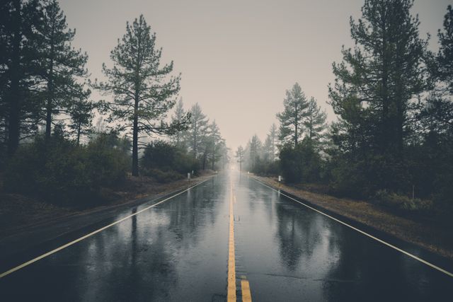 Foggy Road With Rain And Tall Pine Trees In Dense Forest - Download Free Stock Photos Pikwizard.com