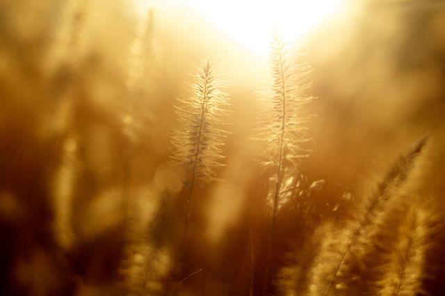 Golden hour grass blurred by soft, glowing sunlight. Ideal for backgrounds, nature themes, wellness and calm atmospheres, or autumn season representations.