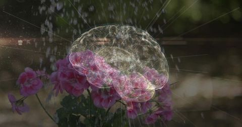 Blooming pink geraniums blending with glowing neural brain hologram and water droplets