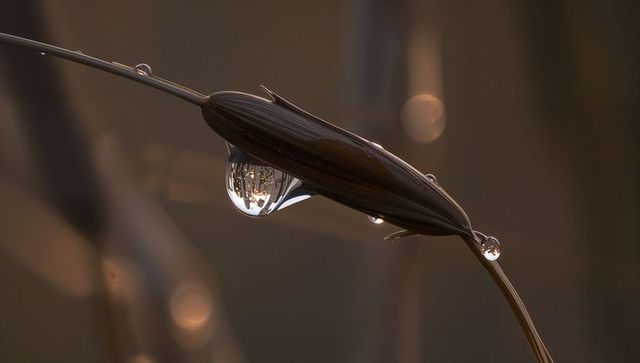 Dew drop refracting sunrise reflection on slender brown grass blade macro with bokeh