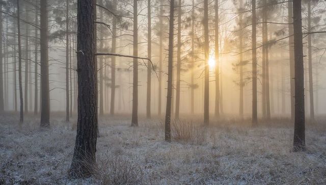 Sunlight filtering through misty pine forest, frosted grass under tall trunks at dawn