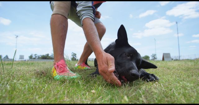 The image shows a person training a black German Shepherd on a grassy field during a sunny day. This visual can be used for pet training services, dog obedience schools, outdoor activities, pet care advertisements, animal behavior studies, and promotional materials for pet products.