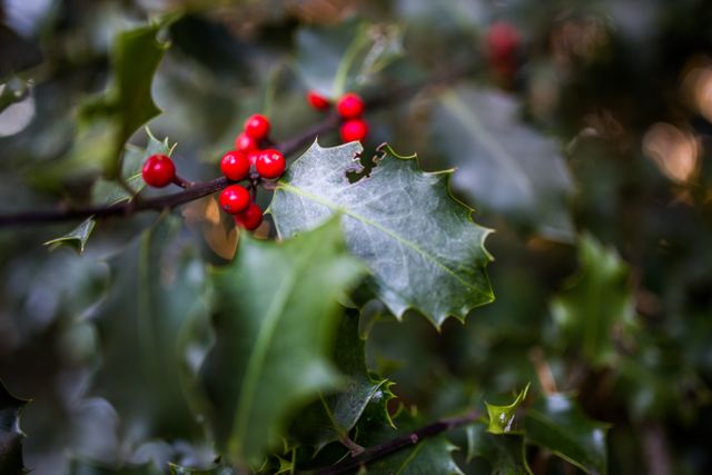 Close-up view of bright red holly berries surrounded by green spiky leaves, capturing intricate details. Useful for seasonal decorations, nature-themed projects, or botanical studies. Highlights festive Christmas elements, perfect for holiday cards, posters, or gardening publications.