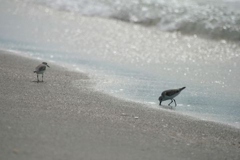 Sandpipers feed along the tranquil shoreline, with gentle waves glistening under the soft sunlight. This serene coastal scene captures the peaceful beauty of nature, ideal for projects related to relaxation, travel, wildlife observation, and conservation efforts. The image conveys calmness and connection with the natural world.