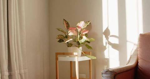 Sunlit Indoor Plant on Wooden Stand by Comfortable Sofa