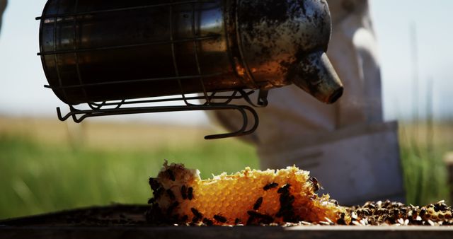 Beekeeper Smokes Hive to Gently Disperse Bees in Sunlit Field - Download Free Stock Images Pikwizard.com