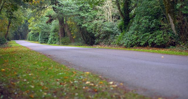 Serene Countryside Road with Trees and Lush Greenery - Download Free Stock Images Pikwizard.com