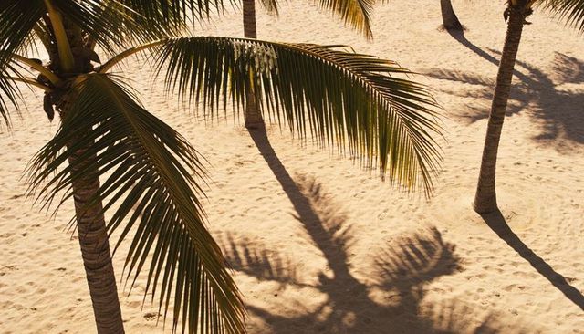 Sunlit palm frond casting bold diagonal shadow on rippled tropical beach sand