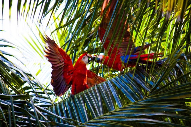 This vibrant scene of scarlet macaws playfully interacting amidst lush palm fronds is perfect for nature and wildlife publications. Useful for articles on tropical ecosystems, wildlife conservation, and the colorful diversity of rainforest fauna. Ideal as a cover image depicting wildlife, ornithology studies, or environmental awareness campaigns.