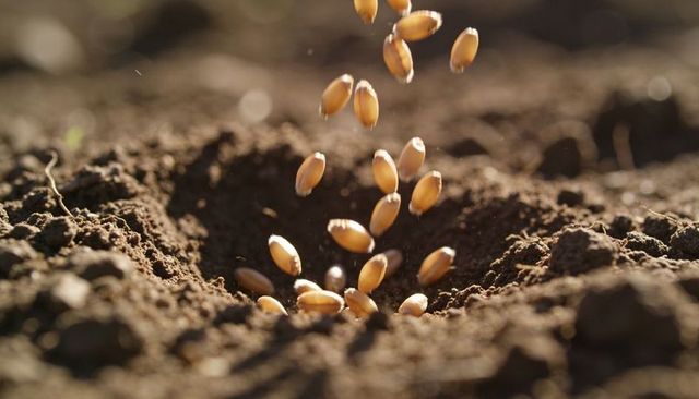 Golden wheat seeds falling into prepared soil hole close-up sunlit planting action macro