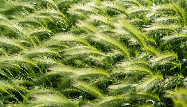 Sunlit barley awns swaying in breeze, close-up texture of verdant grassland
