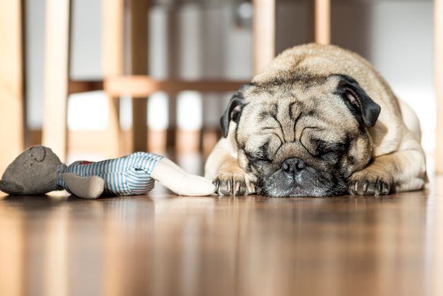 Adorable pug peacefully sleeping on a wooden floor next to a toy in a home setting. Great for use in pet care articles, home decor magazines, or cozy indoor scenes. Perfect to illustrate relaxed, comfortable pet environments or indoors pet care tips.