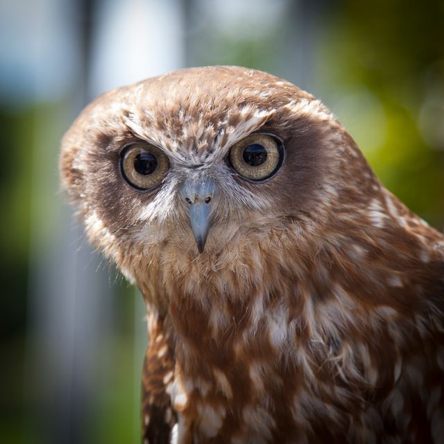 Close-up image of a brown owl with large, curious eyes highlighting the intricate details of its feathers. Useful for educational materials on wildlife, bird sanctuaries, and nature-themed publications. Ideal for articles about bird watching, wildlife photography, and animal behavior studies.