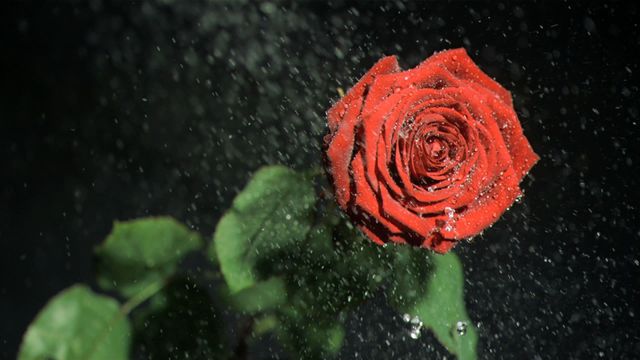 A captivating red rose is highlighted with water droplets cascading over its delicate petals, set against a contrasting black background. This visual evokes themes of growth, romantic elegance, and tranquility, making it ideal for websites and prints focused on floral art, nature photography, and romantic tableaus.