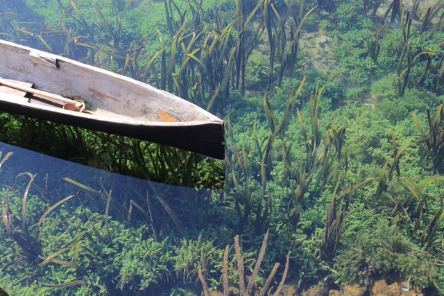 Canoe floating on transparent water revealing lush underwater plants. Useful for projects showcasing nature's beauty, outdoor adventures, freshwater ecosystems, or tranquility in aquatic environments.