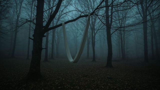 Misty forest hammock in foggy woodland tranquility