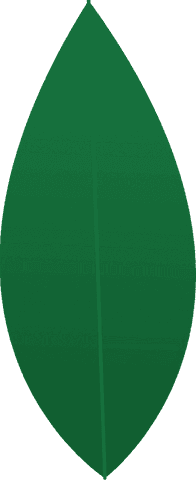 Stylized green leaf with central vein on transparent background