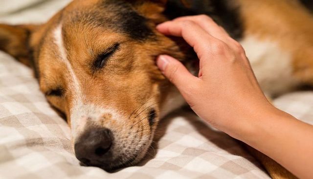 Tricolor dog sleeping while being petted on cozy checkered bedspread