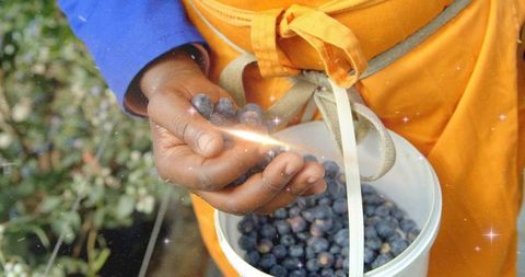 Child holding blueberries and filling bucket while picking at sunny berry patch in apron