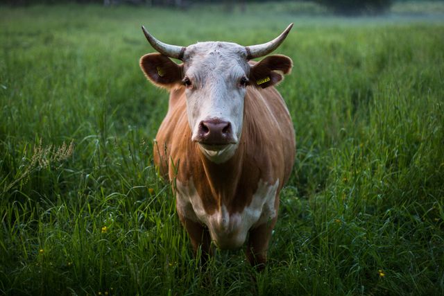 A brown and white cow with horns stands in a green meadow, surrounded by tall grass. This image can be used for agriculture-related content, such as farming, livestock management, dairy farming, rural life, or promoting sustainable agriculture practices.
