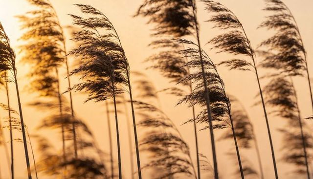 Reed grasses swaying in golden hour backlight at sunset
