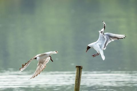 Black-headed gull landing on wooden post over calm lake while companion gull flying