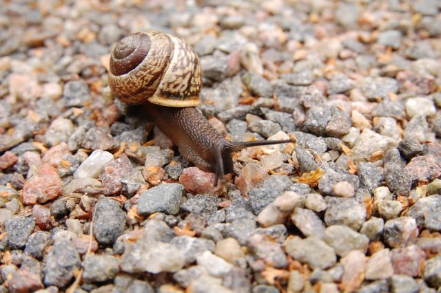 Snail with a patterned shell crawling on a gravel pathway. Perfect for use in nature blogs, educational materials about mollusks, outdoor adventure articles, or themes focusing on slow movement and patience-related metaphors.