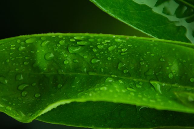 This striking macro photograph showcases the detail of a fresh green leaf covered in water droplets, making it perfect for themes related to nature, freshness, and the environment. Ideal for use in environmental campaigns, advertisements for natural products, wellness and relaxation imagery, botanical studies, or as aesthetically pleasing backgrounds in various digital and print media.