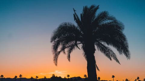 Silhouette of Palm Tree at Sunset with Vibrant Sky