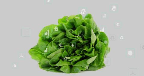 Sustainable agriculture concept with butterhead lettuce and eco icons
