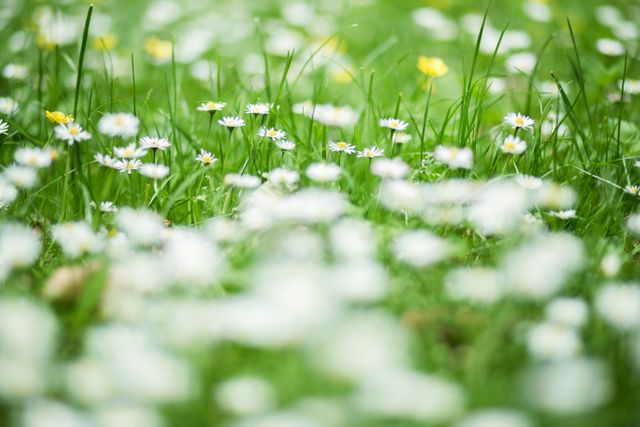 Soft focus wildflower meadow with daisies and green grass. Ideal for nature-themed designs, spring promotions, or environmental projects. The vibrant, blurry setting offers a serene, fresh backdrop perfect for greeting cards, background applications, or floral-themed branding.