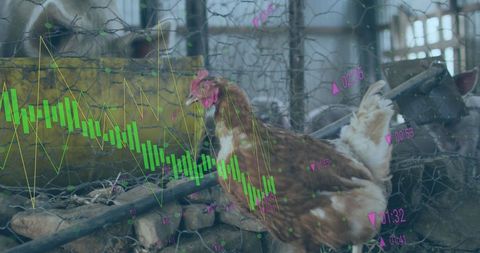 Financial Data Overlay on Farm Animals in Rural Environment - Download Free Stock Images Pikwizard.com