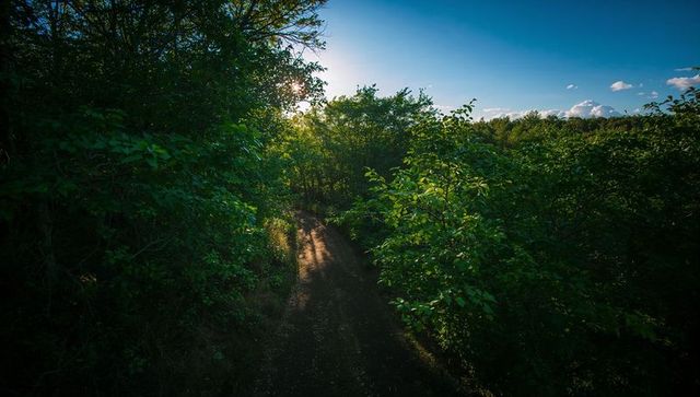 Winding dirt trail through dense green forest with sunbeams, dappled sunlight and blue sky