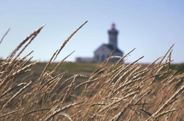 Lighthouse in Background with Tall Grass in Foreground on Sunny Day - Download Free Stock Photos Pikwizard.com
