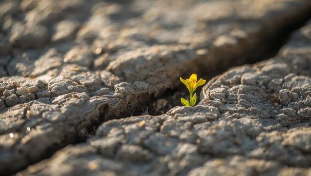 Yellow flower sprouting from cracked rock crevice, basking in warm golden sunlight