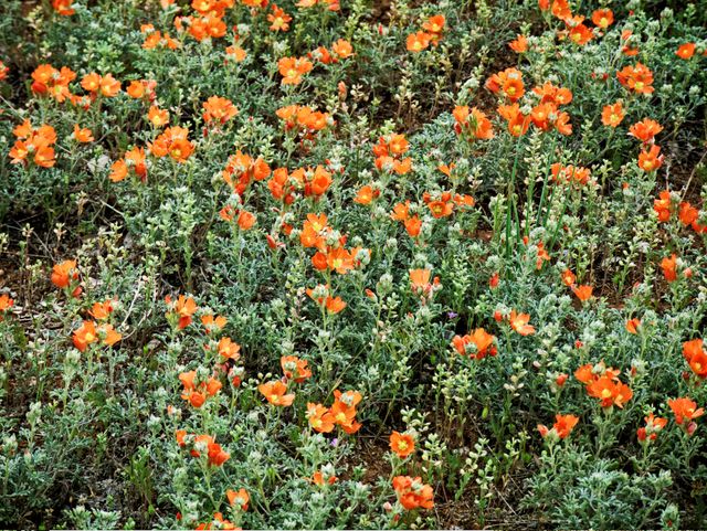 Orange Petaled Flower on Green Plant - Download Free Stock Photos Pikwizard.com