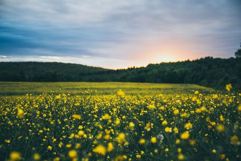 Bright Yellow Wildflowers in Tranquil Meadow at Sunrise