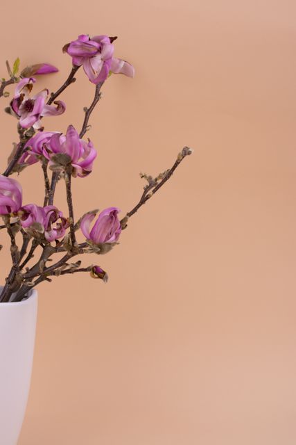 Pink Blossoms in White Vase on Peach Background - Download Free Stock Photos Pikwizard.com