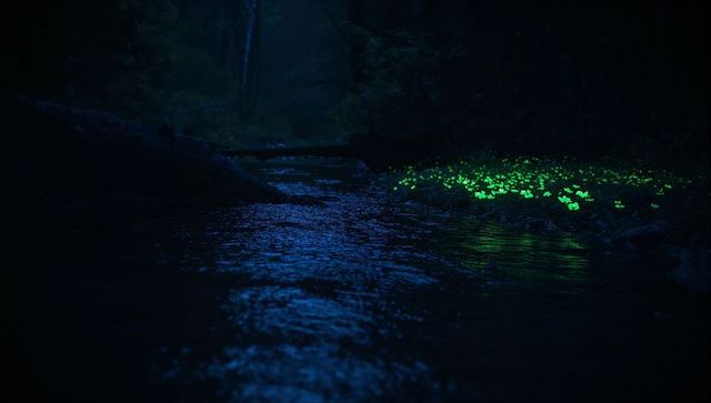 Enchanting nighttime forest with bioluminescent mushrooms