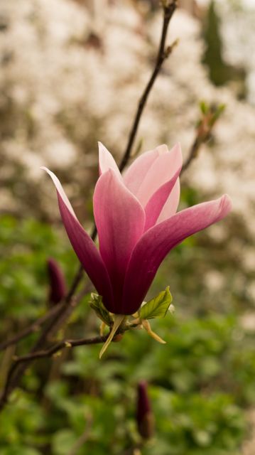 Vibrant Pink Magnolia Blossom in Focus - Download Free Stock Photos Pikwizard.com