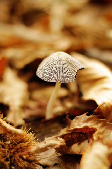 Close-up of a small mushroom growing amongst fallen leaves in an autumn forest. This image highlights the delicate details of the mushroom's cap against a backdrop of earthy, brown tones. Perfect for use in nature articles, season-themed projects, and ecological studies.