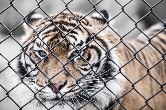 This striking photo emphasizes the captivity and confinement of a Bengal tiger showing sadness from behind a chain-link fence. The image highlights the issue of wildlife in captivity and can be effectively used in articles or campaigns focusing on animal conservation, protection of endangered species, and the ethical treatment of zoo animals.