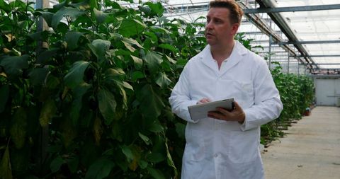 Scientist Monitoring Plant Growth in Greenhouse Using Tablet - Download Free Stock Images Pikwizard.com